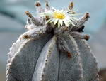 Bishop's Cap Cactus